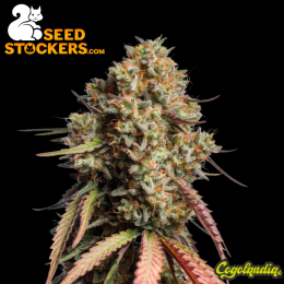 Gorilla Cookies Auto - Seedstockers