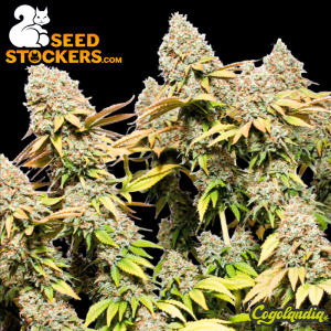 Rucu Cucu OG Auto - Seedstockers