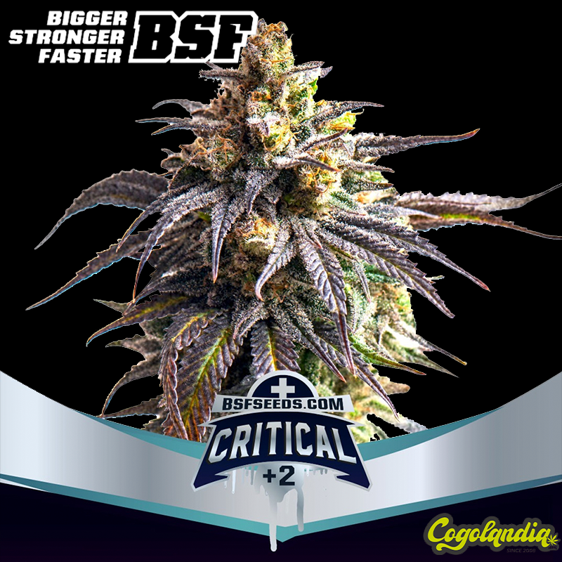 Critical+2 XXL Auto - BSF