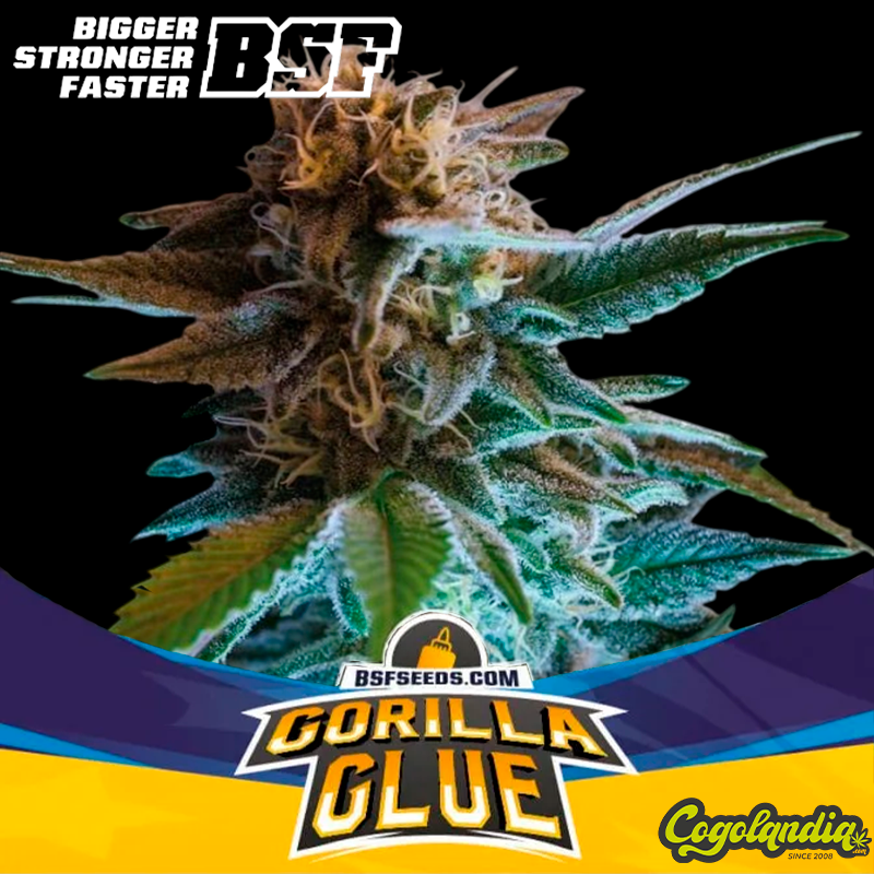 Gorilla Glue Auto - BSF