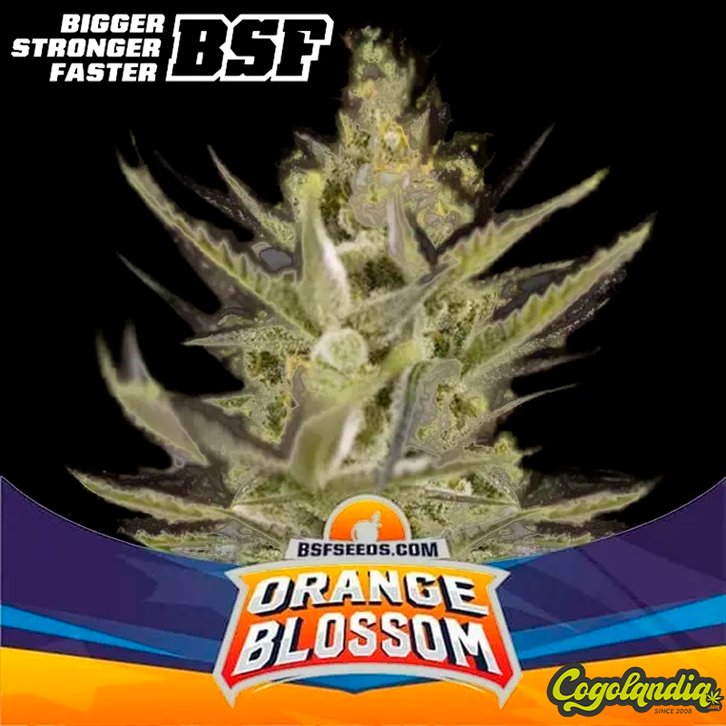 Orange Blossom XXL Auto - BSF Seeds