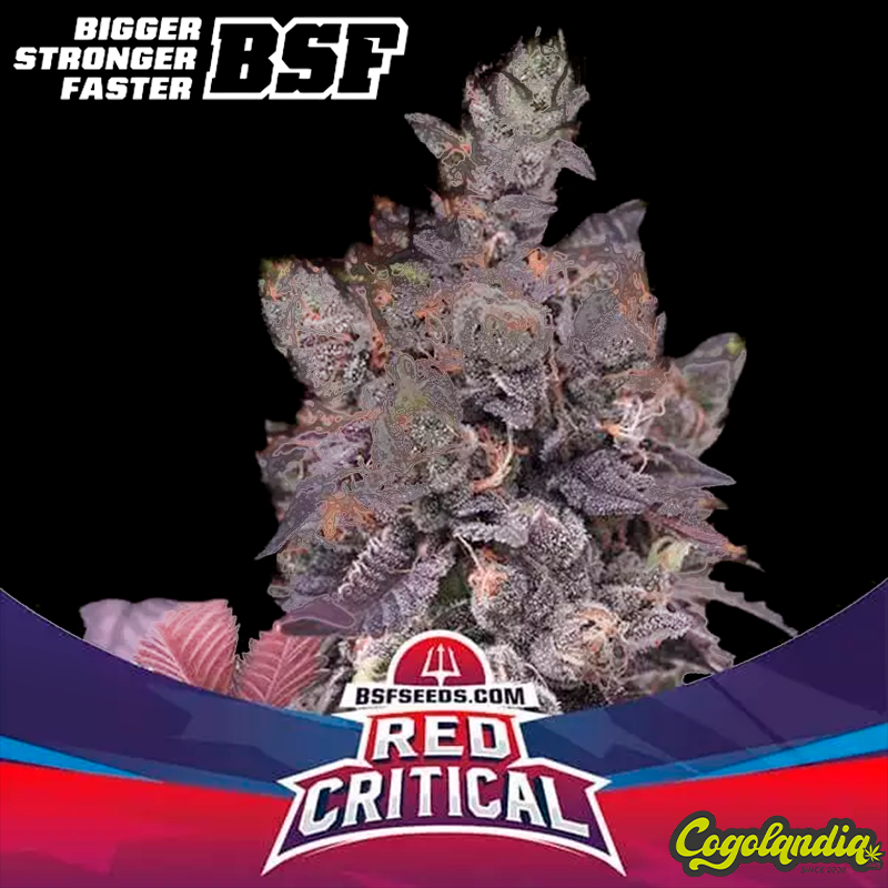 Red Critical - BSF Seeds