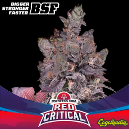 Red Critical - BSF Seeds