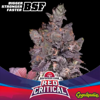 Red Critical - BSF Seeds