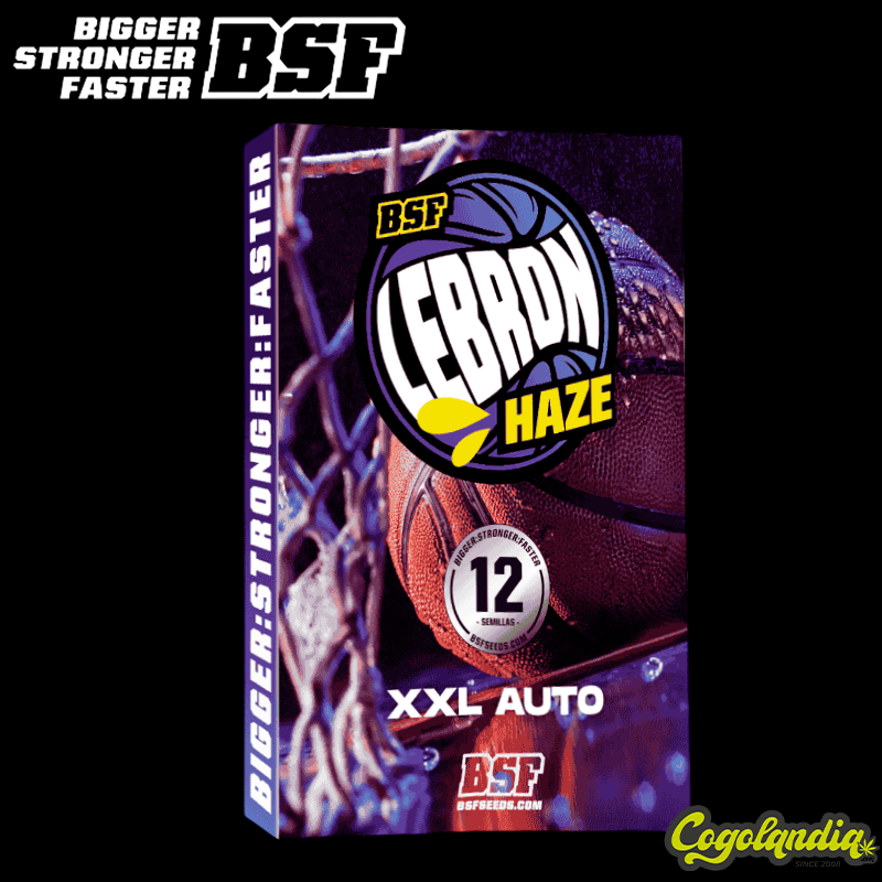 Lebron Haze Auto - BSF Seeds