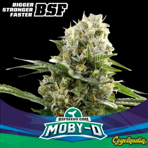 Moby-D XXL Auto - BSF