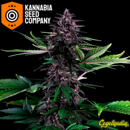 Swiss Dream Rosé Auto Cbd - Kannabia Semillas de marihuana