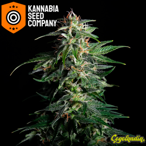Swiss Dream Auto Cbd - Kannabia