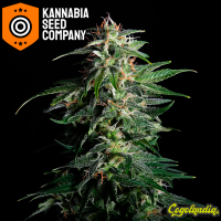 Swiss Dream Auto Cbd - Kannabia