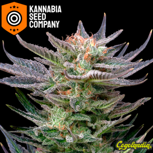 Purple Dream Auto - Kannabia