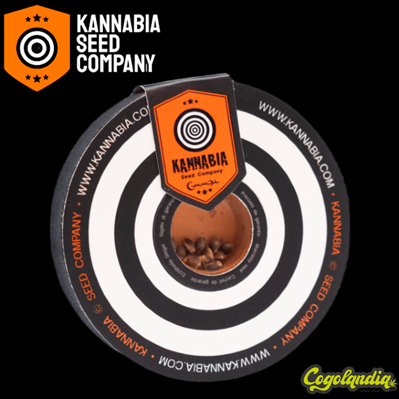 Purple Dream Auto - Kannabia