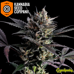 Lemon Haze Auto - Kannabia Semillas de marihuana