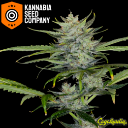 Gorilla King Auto - Kannabia Semillas de marihuana