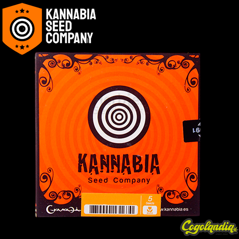 Gorilla King Auto - Kannabia Semillas de marihuana