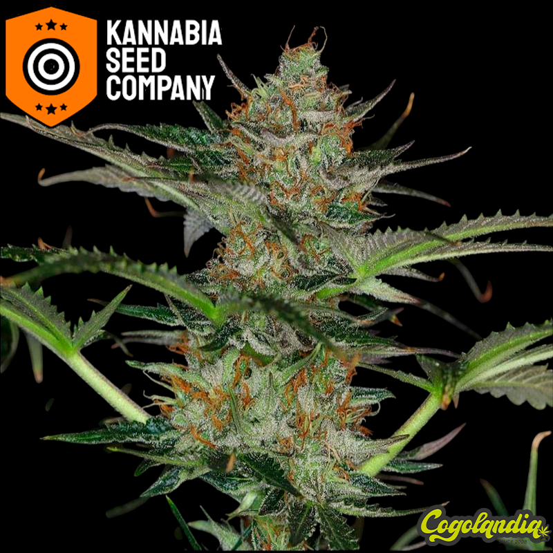 Dream Sherbet Auto - Kannabia