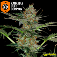 Dream Sherbet Auto - Kannabia