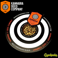 Dream Sherbet Auto - Kannabia