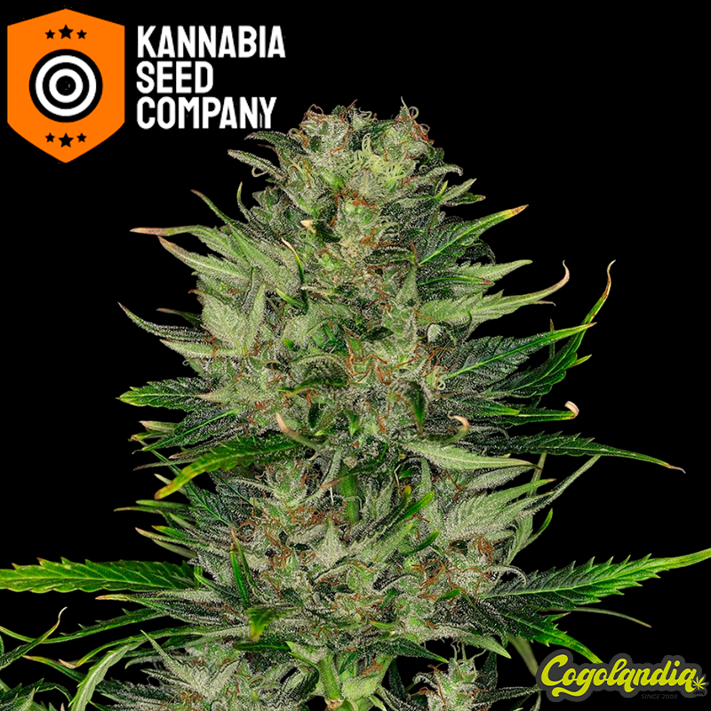 Dosidos Auto - Kannabia