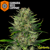 Dosidos Auto - Kannabia