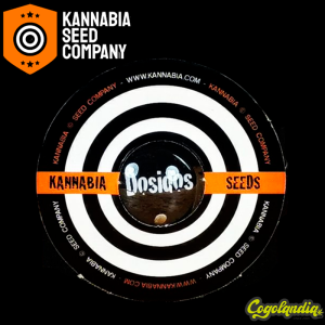 Dosidos Auto - Kannabia