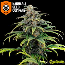 CBG Auto - Kannabia