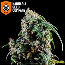 CBDV Auto - Kannabia Semillas de marihuana