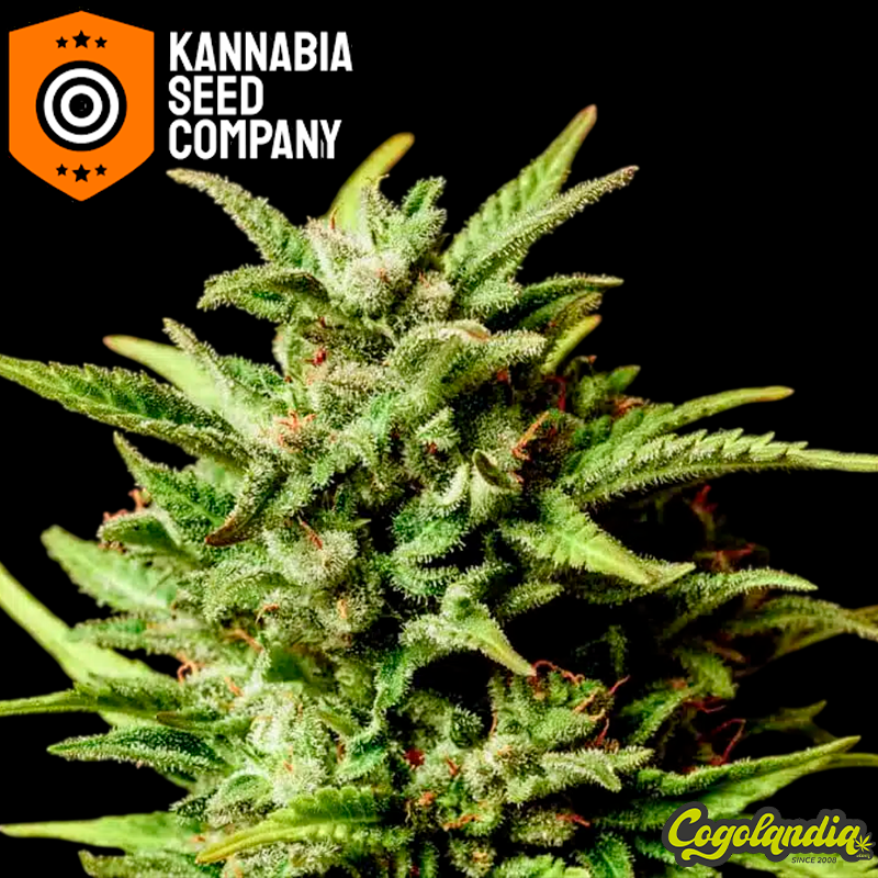 Break-Up Cake Auto - Kannabia