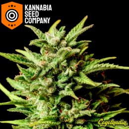 Break-Up Cake Auto - Kannabia Semillas de marihuana