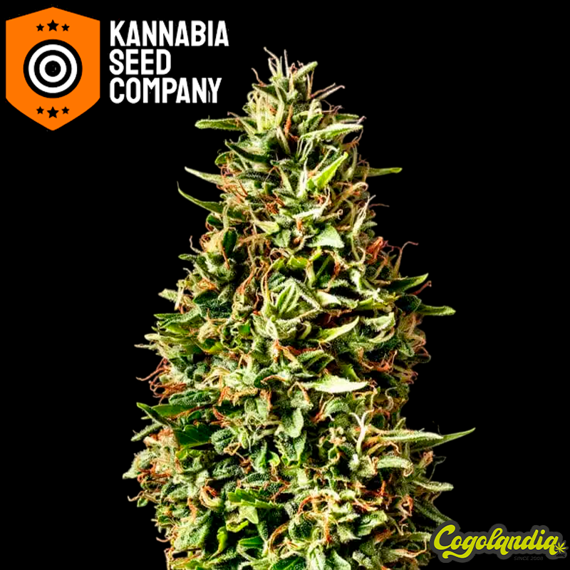 Runtz Auto - Kannabia