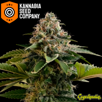 Amnesia Dream XL Auto - Kannabia