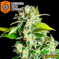 Mikromachine Auto - Kannabia Semillas de marihuana