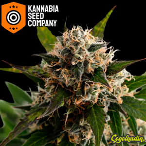 Kickass Auto - Kannabia Semillas de marihuana