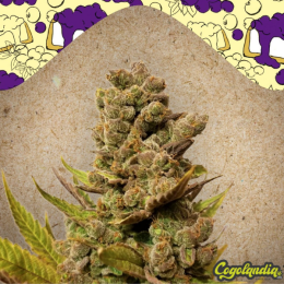 Blueberry Cheesecake - Female Seeds 