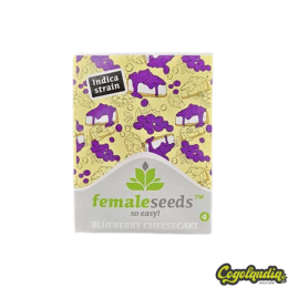 Blueberry Cheesecake - Female Seeds 