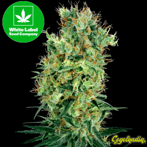 Cali Orange Bud Regular - White Label Semillas de Marihuana