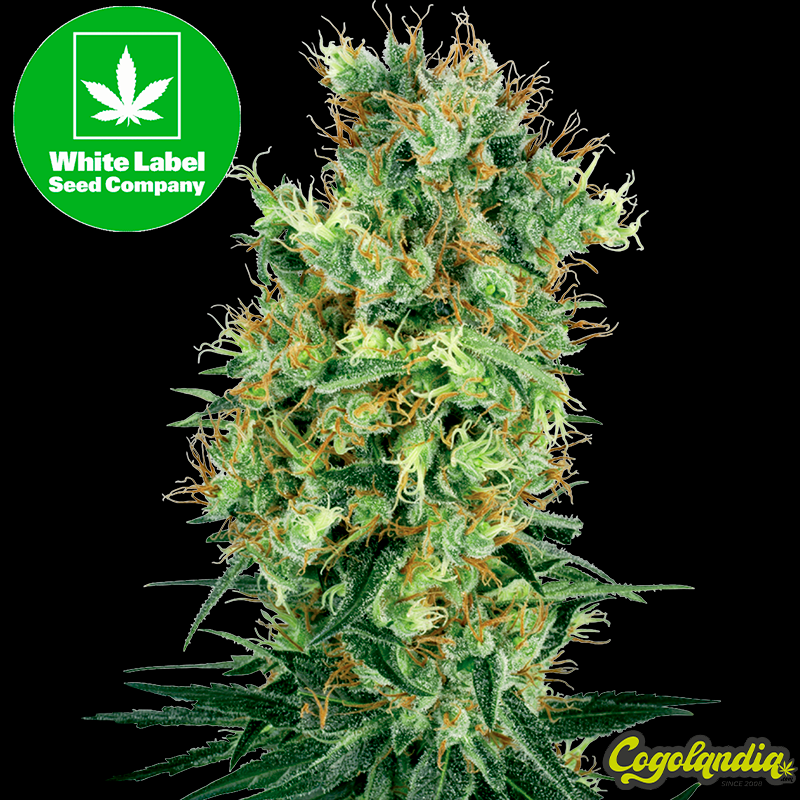 Cali Orange Bud Regular - White Label Semillas de Marihuana