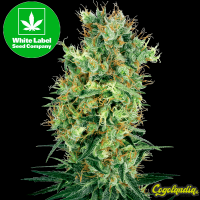 Cali Orange Bud Regular - White Label Semillas de Marihuana