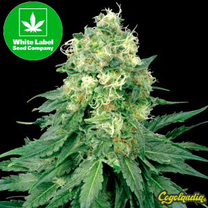 White Widow Regular - White Label Semillas de Marihuana
