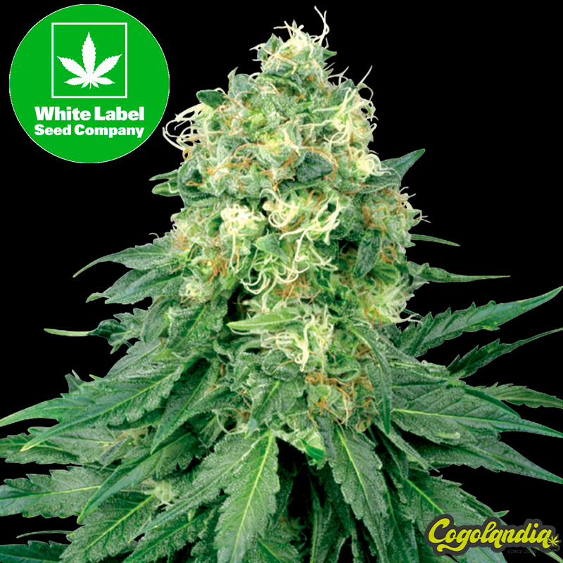 White Widow Regular - White Label Semillas de Marihuana