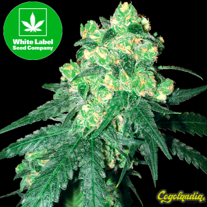 White Label Rhino Regular - White Label Semillas de Marihuana