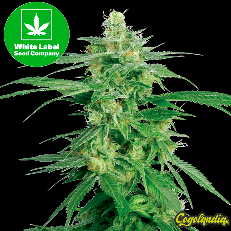 Hollands Hope Regular - White Label Semillas de Marihuana