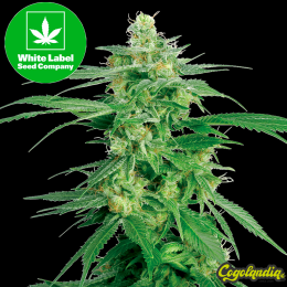Hollands Hope Regular - White Label Semillas de Marihuana