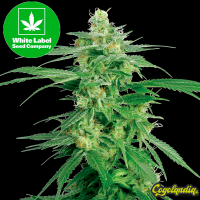 Hollands Hope Regular - White Label Semillas de Marihuana