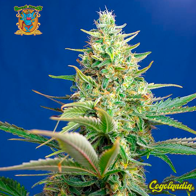 Sweet Pure Auto CBD