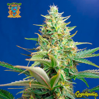 Sweet Pure Auto CBD
