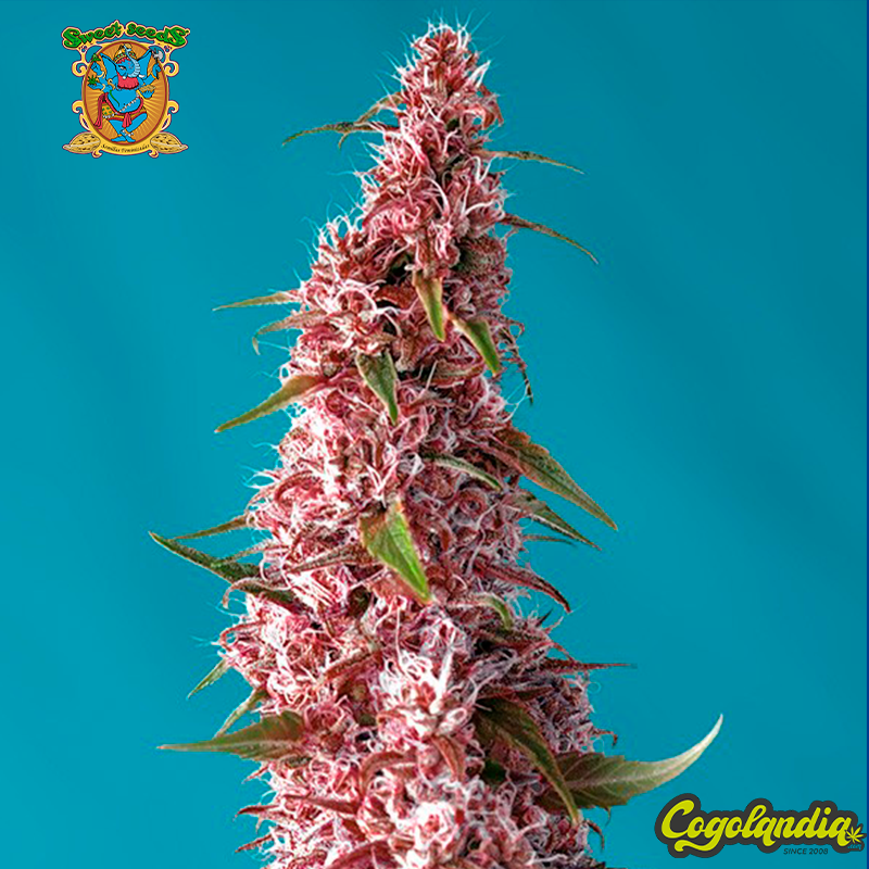 Red Pure Auto CBD - Sweet Seeds Semillas Autoflorecientes