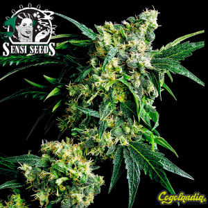 Mr. Nice G13 X Hash Plant Regular - Sensi Seeds Semillas de