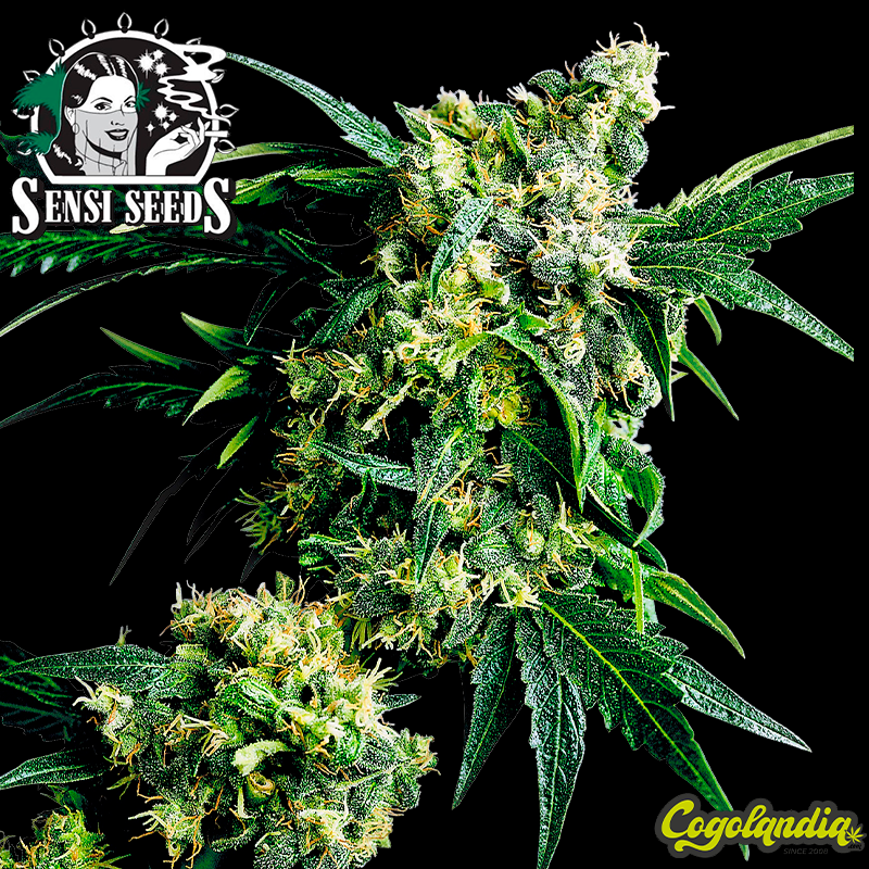 Mr. Nice G13 X Hash Plant Regular - Sensi Seeds Semillas de