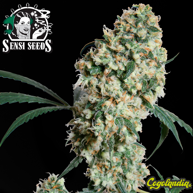 Ed Rosenthal Super Bud Regular (10 Semillas)