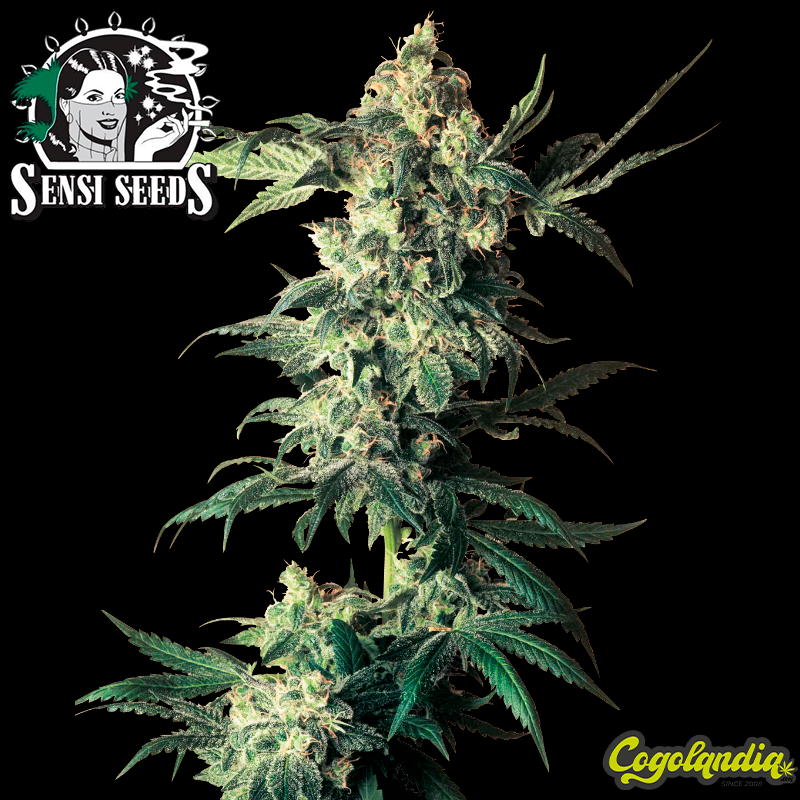 Northen Lights n5 x Haze Regular (10 Semillas)